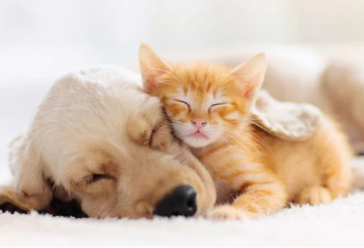 Can Dogs Smell Carbon Monoxide? (Pets and Cats updated 2026)