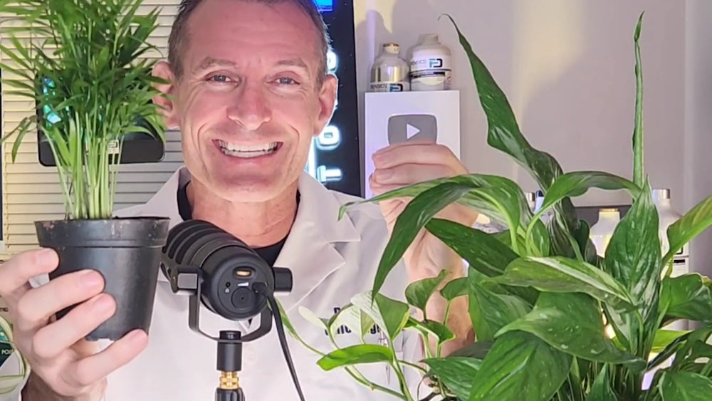 Best Indoor Plants for Air Quality (Top 5 by NASA)